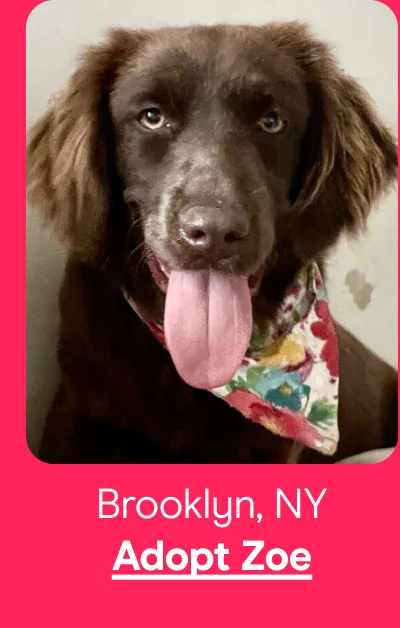 Adopt Zoe