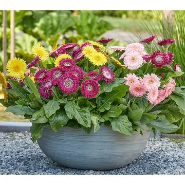 Roberta's 5pc Majestic Double Gerber Daisy Live Plants