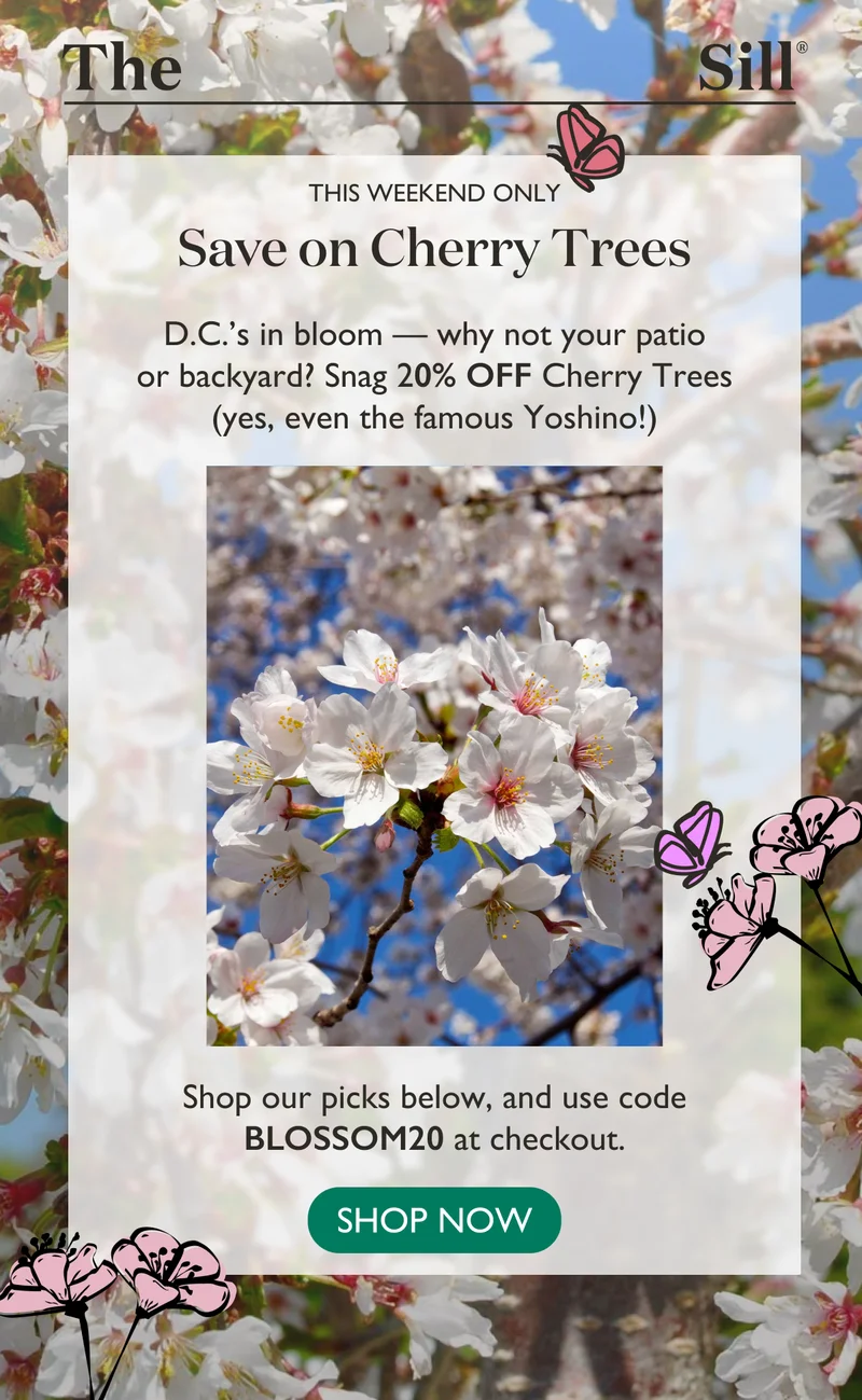 D.C.'s in bloom - why not your patio or backyard? Snag 20% off Cherry Trees (yes, even the famous Yoshino!) Shop now!