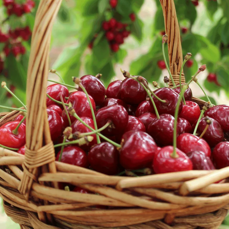 Image of Bing Cherry Tree