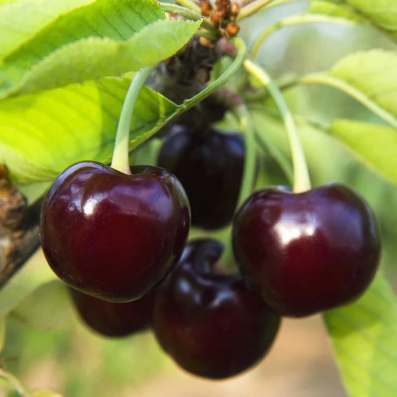 Image of Black Tartarian Cherry Tree