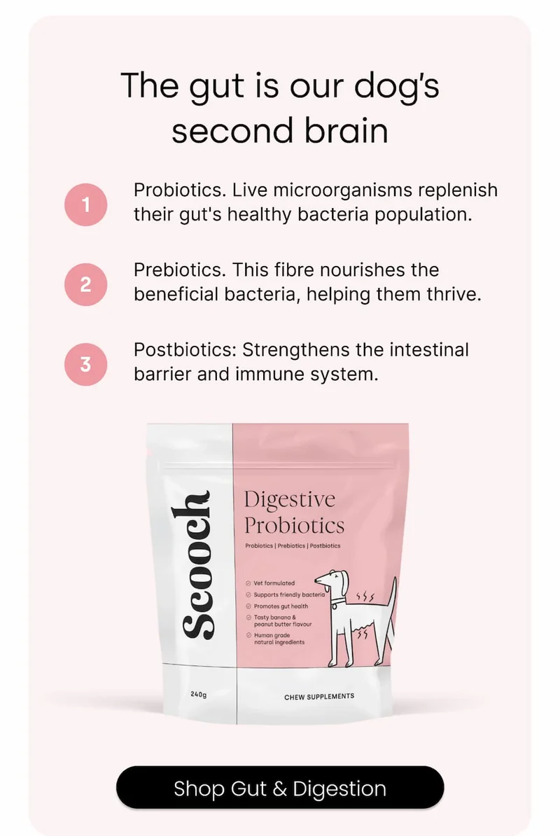 Shop Gut & Digestion