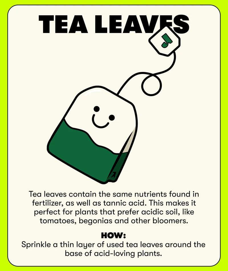 Tea Leaves