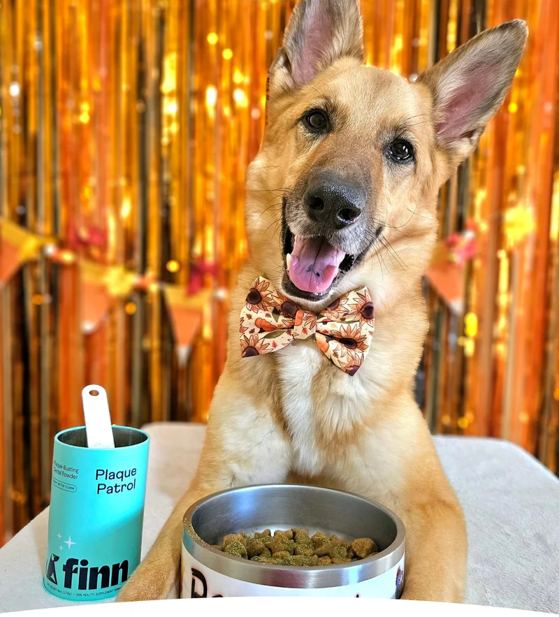 Photo of a german shepherd with Plaque Patrol Powder tin and powder in food bowl
