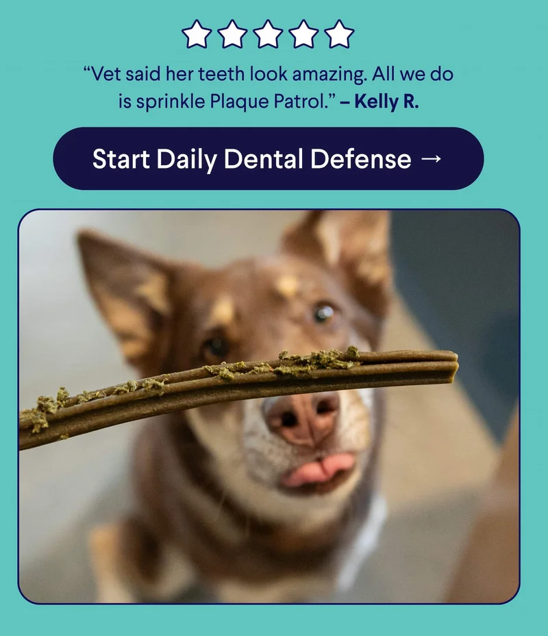 5 Star Customer Review: “Vet said her teeth look amazing. All we do is sprinkle Plaque Patrol.” – Kelly R. CTA: Start Daily Dental Defense →