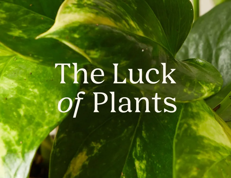 The Luck of Plants