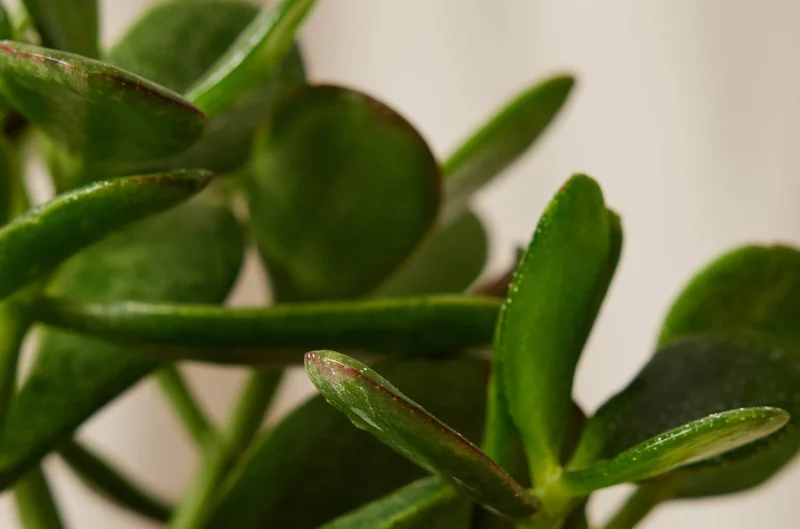 The Jade Plant