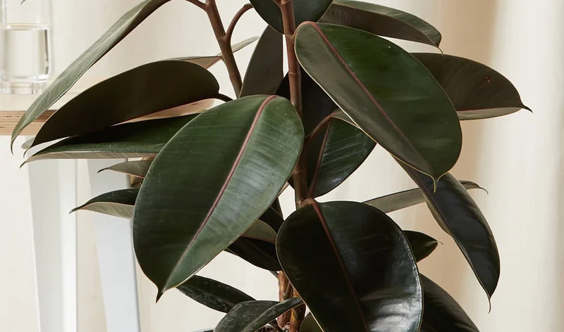 The beautiful Burgundy Rubber Tree