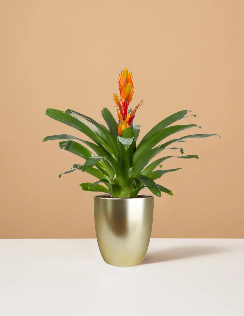 Image of Bromeliad Vriesea Intenso Orange