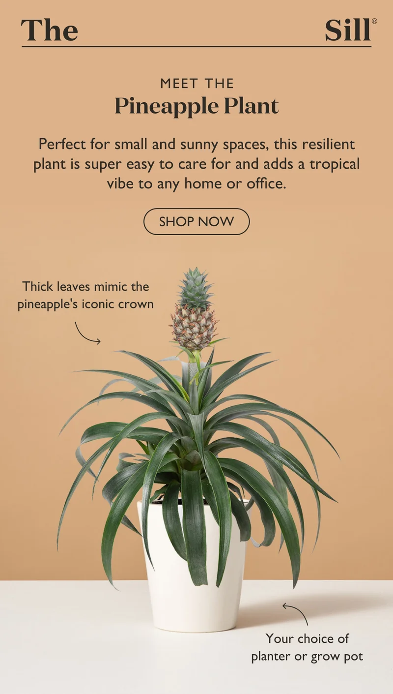 Meet the Pineapple Plant: Perfect for small and sunny spaces, this resilient plant is super easy to care for and adds a tropical vibe to any home or office.