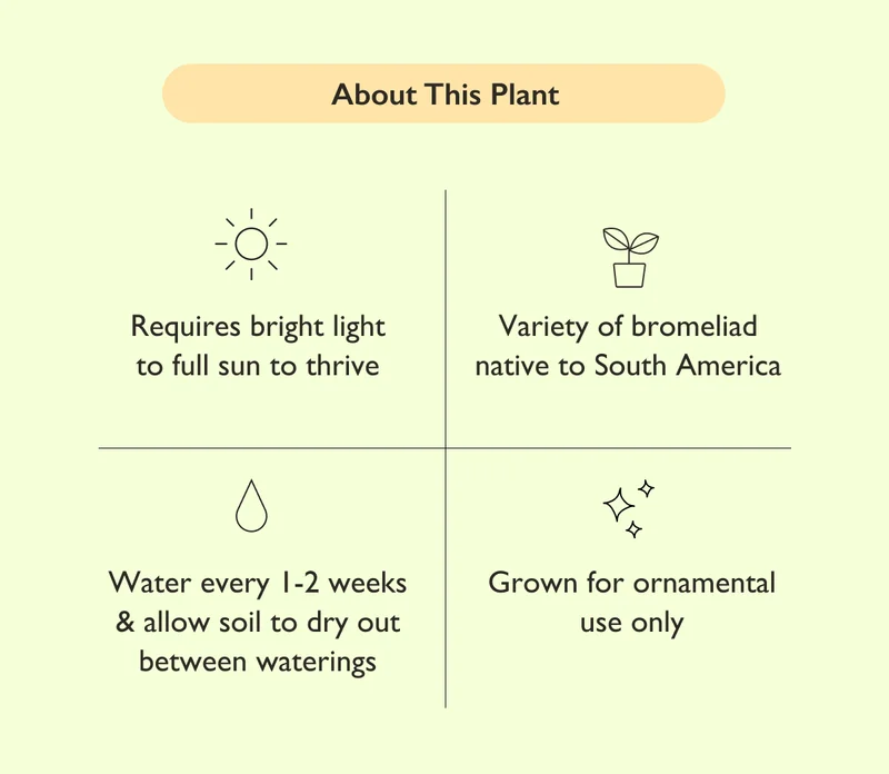 The Pineapple Plant requires bright light to full sun to thrive. Water every 1-2 weeks, allowing soil to dry out between waterings. This plant is grown for ornamental use only.