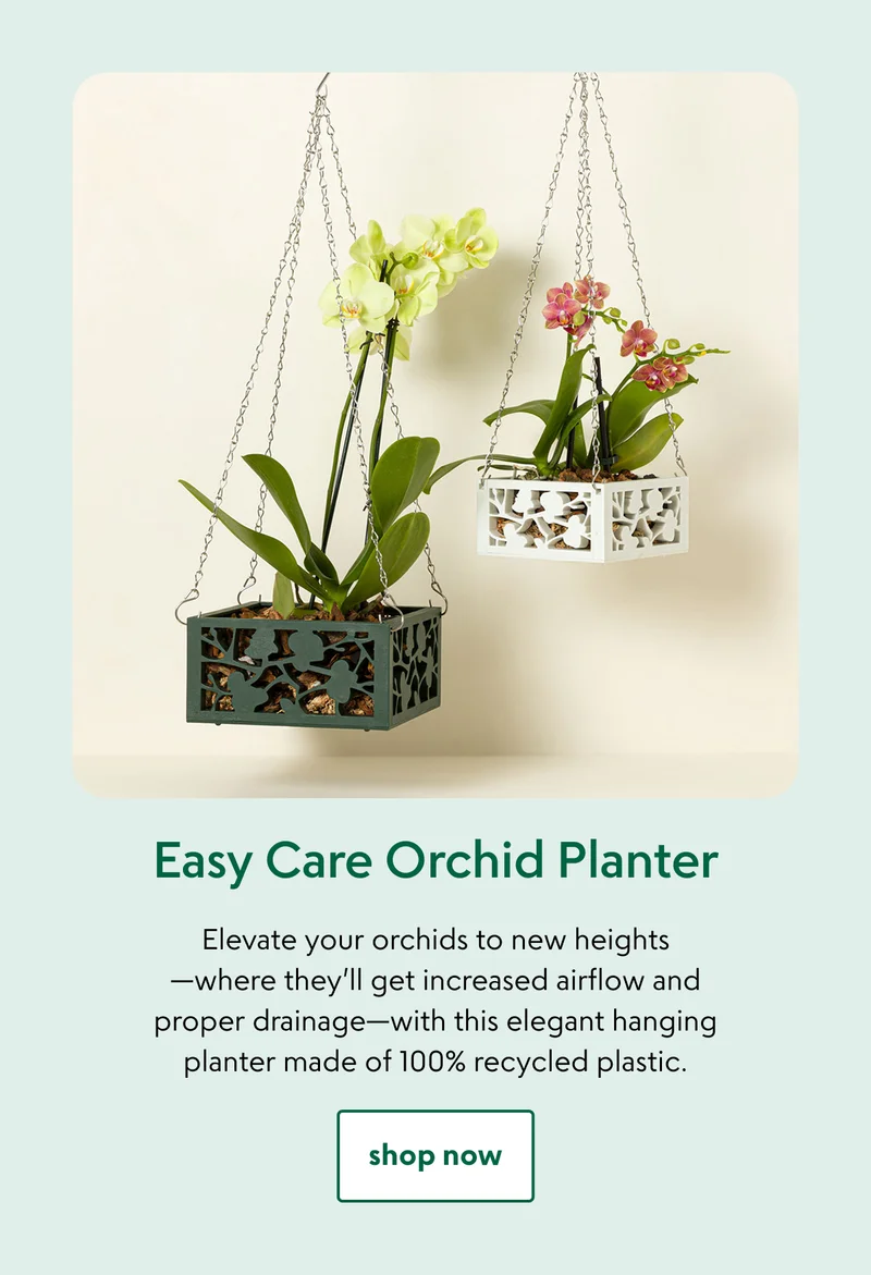 easy-care-orchid-planter