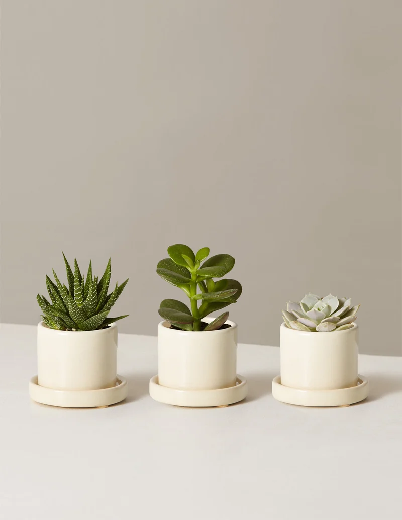Image of Succulent Assortment
