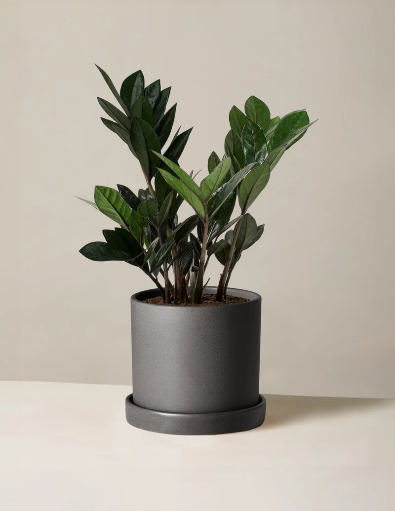 Image of Black ZZ Plant