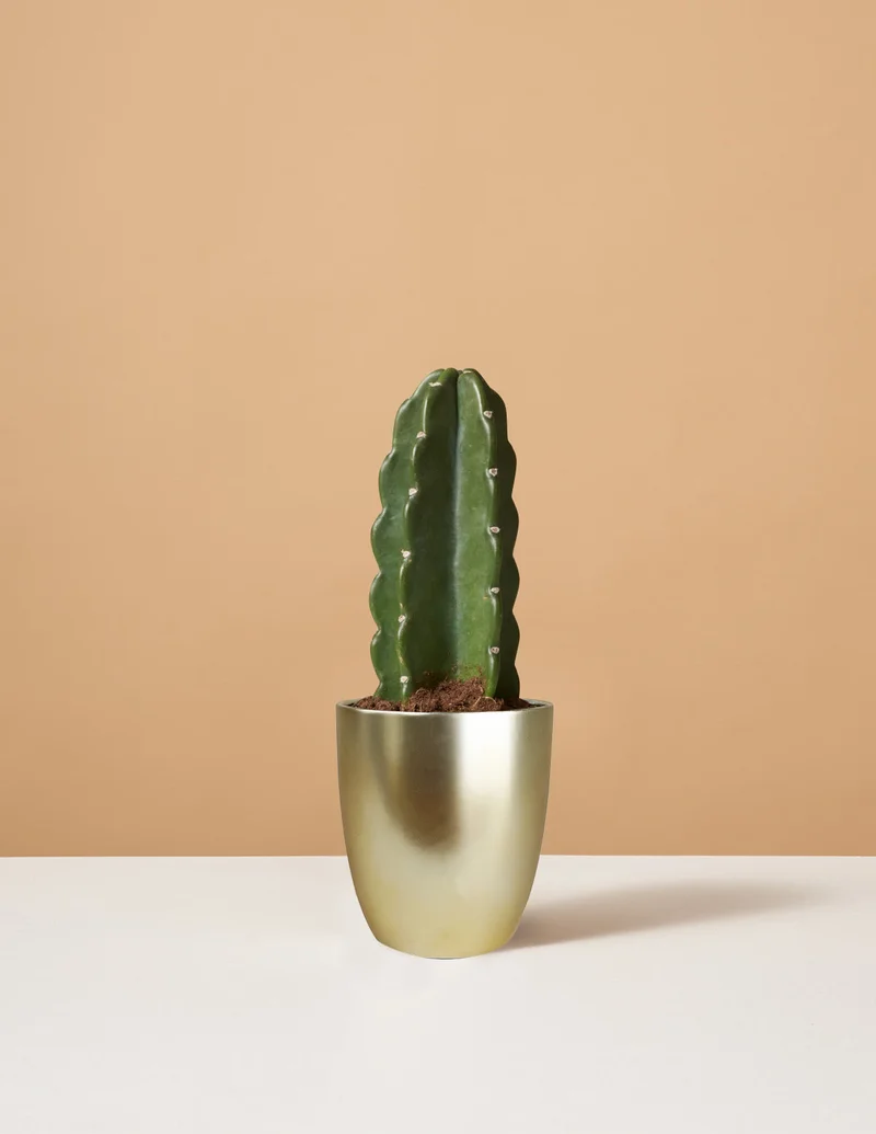 Image of Cuddly Cactus