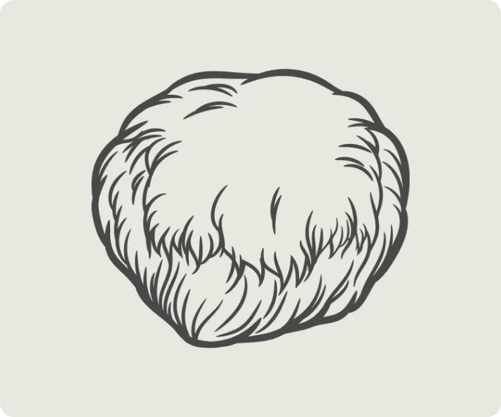 Lion's Mane