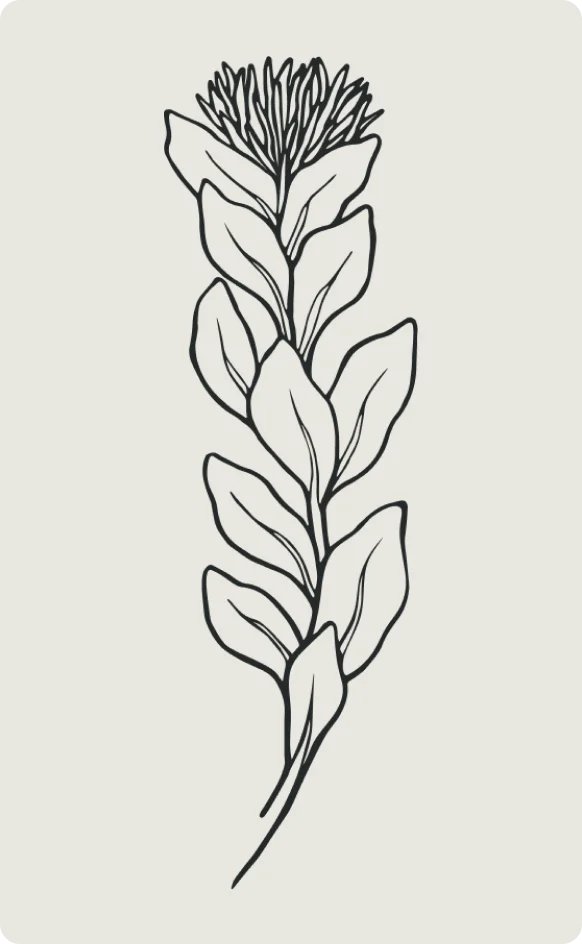 Rhodiola