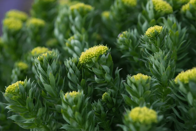Rhodiola