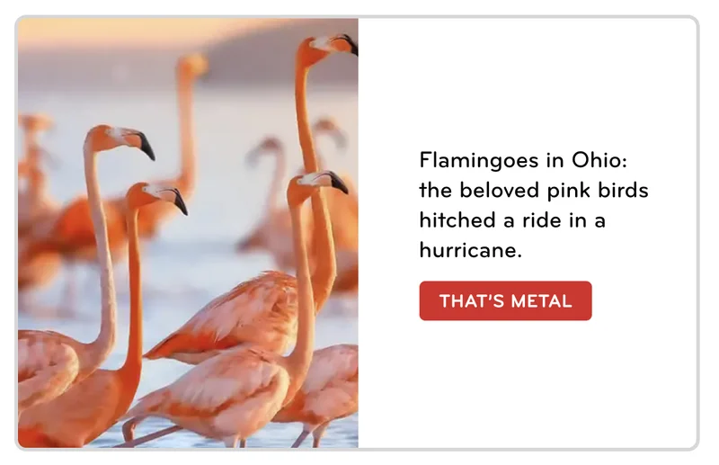 Some pretty flamingoes hangin' out.