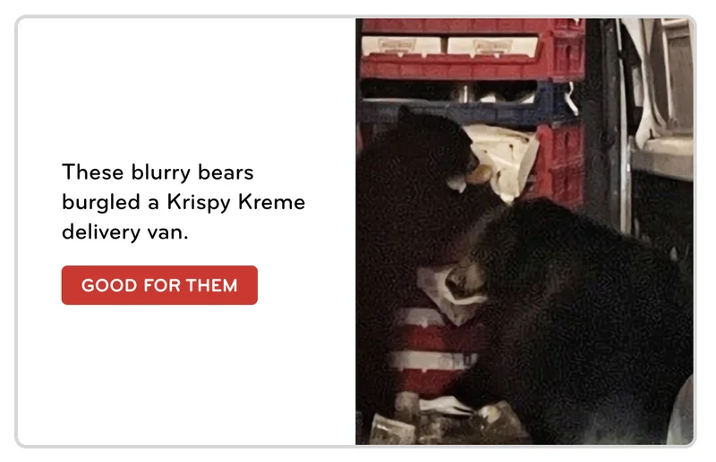 Bears breaking into a Krispy Kreme delivery van.