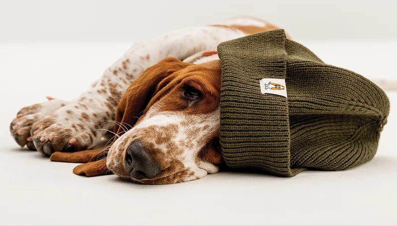 A basset hound lying on its side, looking cute and wearing a forest-green beanie.