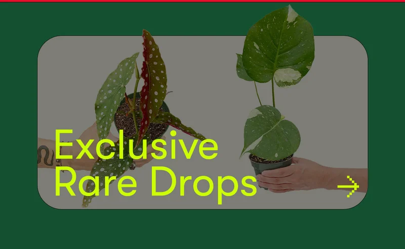 Exclusive Rare Drops
