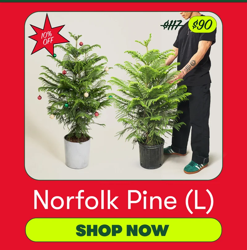 Large Norfolk Pine $90 Shop Now