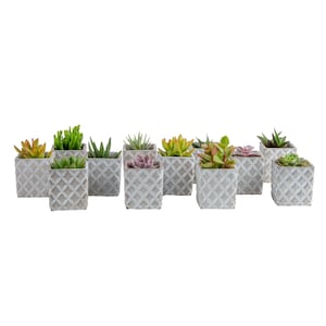 Up to 25% Off Select Costa Farms Plants
