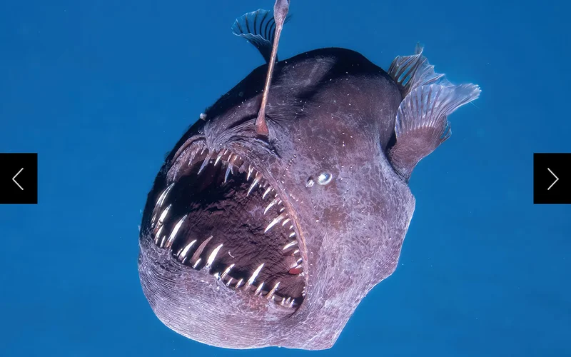 Black seadevil anglerfish (Melanocetus johnsonii) are deep-sea creatures that have rarely been spotted swimming in the wild. Their name translates to 'black sea monster”—but despite their ferocious appearance, experts say 'they’re mostly soft and squishy.'