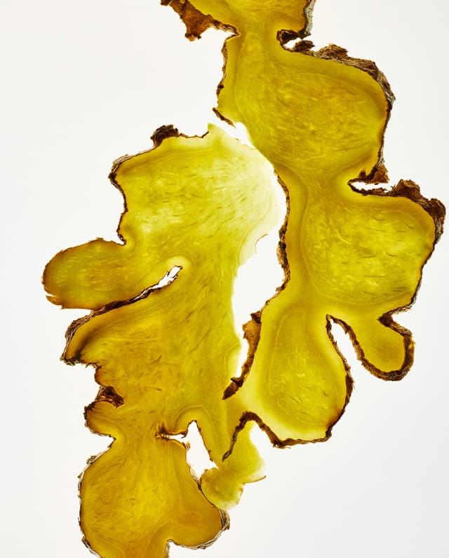 Ginger extract