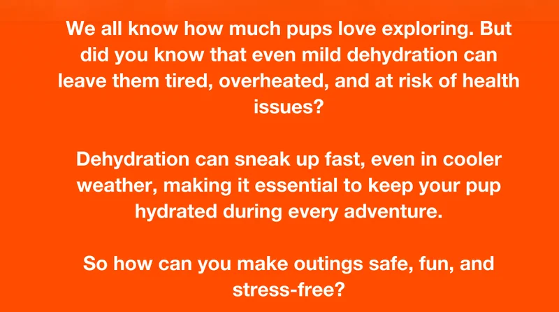 We all know how much pups love exploring. But did you know that dogs can lose 50% of their body water in as little as an hour of activity?