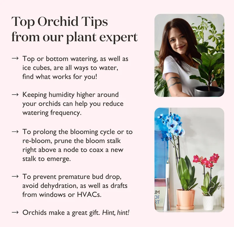 The Sill Orchids