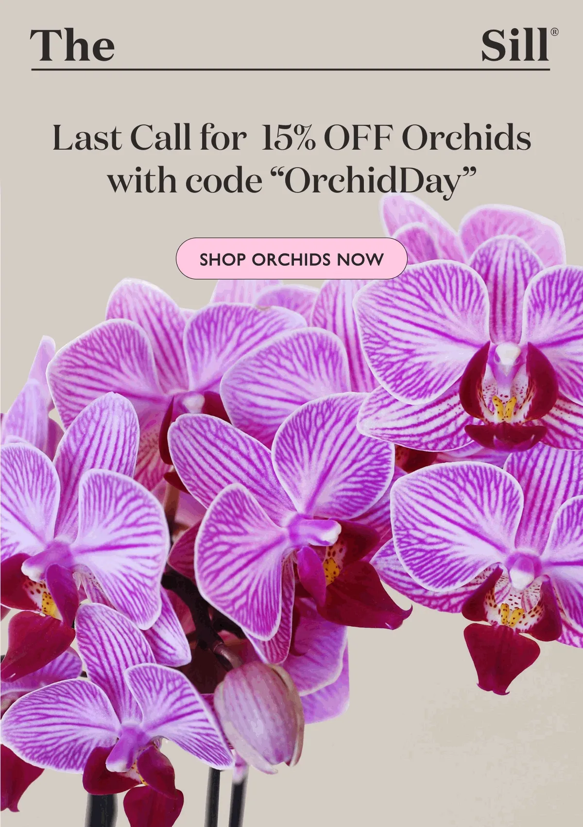 It's National Orchid Day! Enjoy 15% OFF all Orchids with code "OrchidDay" - Shop Now!