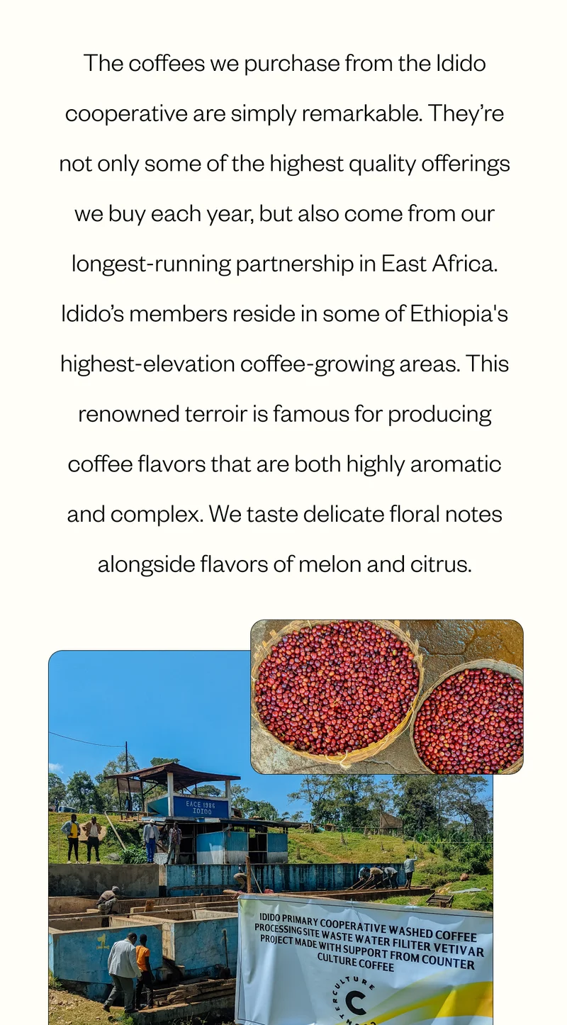 The coffees we purchase from the Idido cooperative are simply remarkable. They’re not only some of the highest quality offerings we buy each year, but also come from our longest-running partnership in East Africa. Idido’s members reside in some of Ethiopia's highest-elevation coffee-growing areas. This renowned terroir is famous for producing coffee flavors that are both highly aromatic and complex. We taste delicate floral notes alongside flavors of melon and citrus.