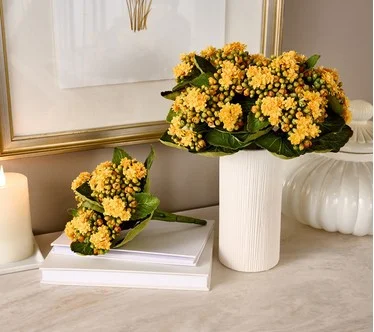 Set of 3 Kalanchoe Plants By Valerie