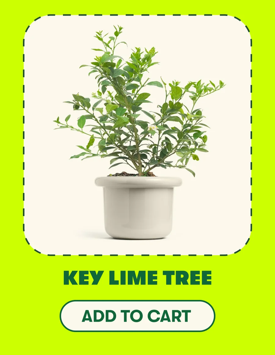 Grape Vine  [ADD TO CART]