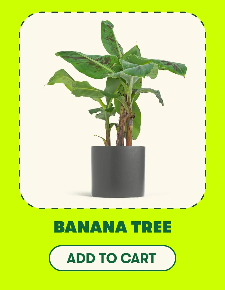 Fig Tree  [ADD TO CART]
