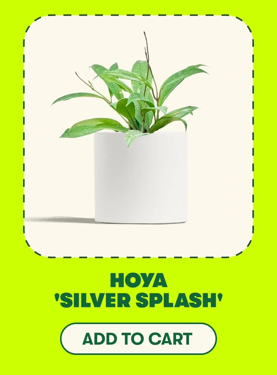 HOYA SILVER SPLASH [ADD TO CART]