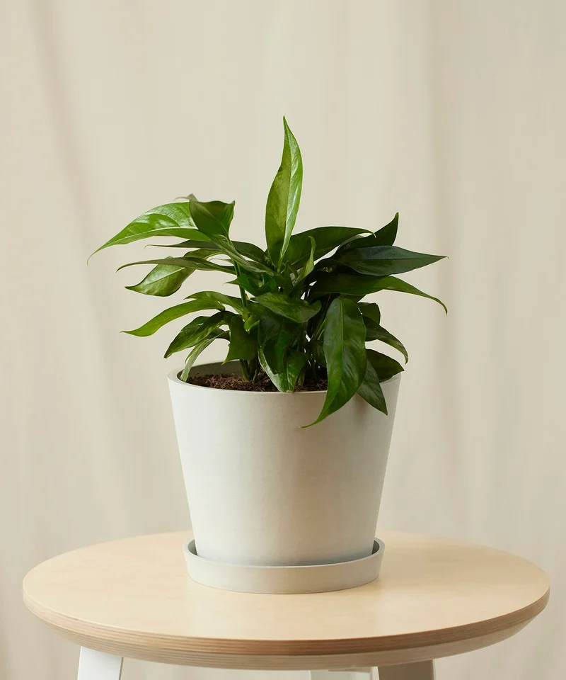 Image of Baltic Blue Pothos