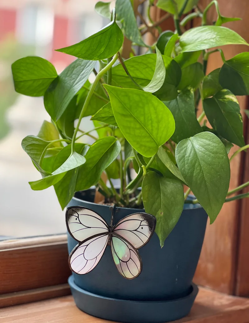 Image of White Butterfly Pot Hugger