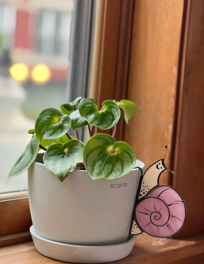 Image of Pink Snail Pot Hugger