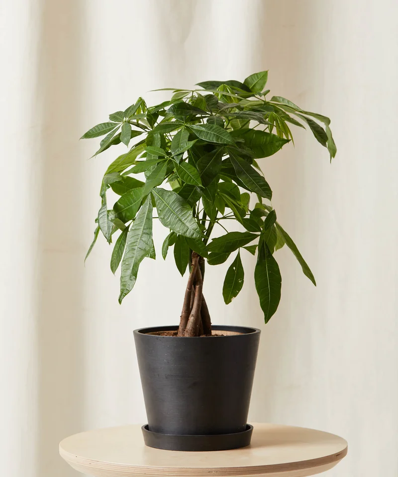 Image of Money Tree Braid