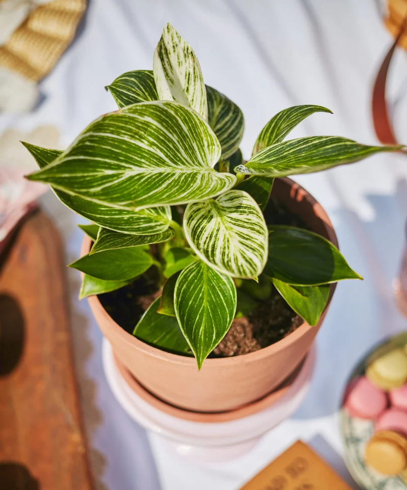 Image of Philodendron Birkin
