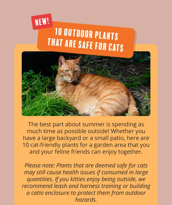 New on the Scratch Post:  **10 Outdoor Plants That are Safe for Cats**. Image of a ginger cat lying down in a bed of grass.  The best part about summer is spending as much time as possible outside! Whether you have a large backyard or a small patio, here are 10 cat-friendly plants for a garden area that you and your feline friends can enjoy together.  *Please note:*&nbsp;Plants that are deemed safe for cats&nbsp;may still cause health issues if consumed&nbsp;in large quantities. If you kitties enjoy being outside, we recommend leash and harness training or building&nbsp;a catio enclosure to protect them from outdoor hazards.