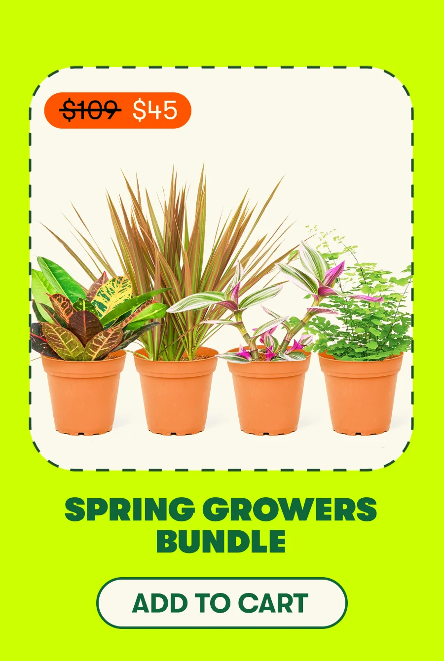 SPRING GROWERS BUNDLE [ADD TO CART]
