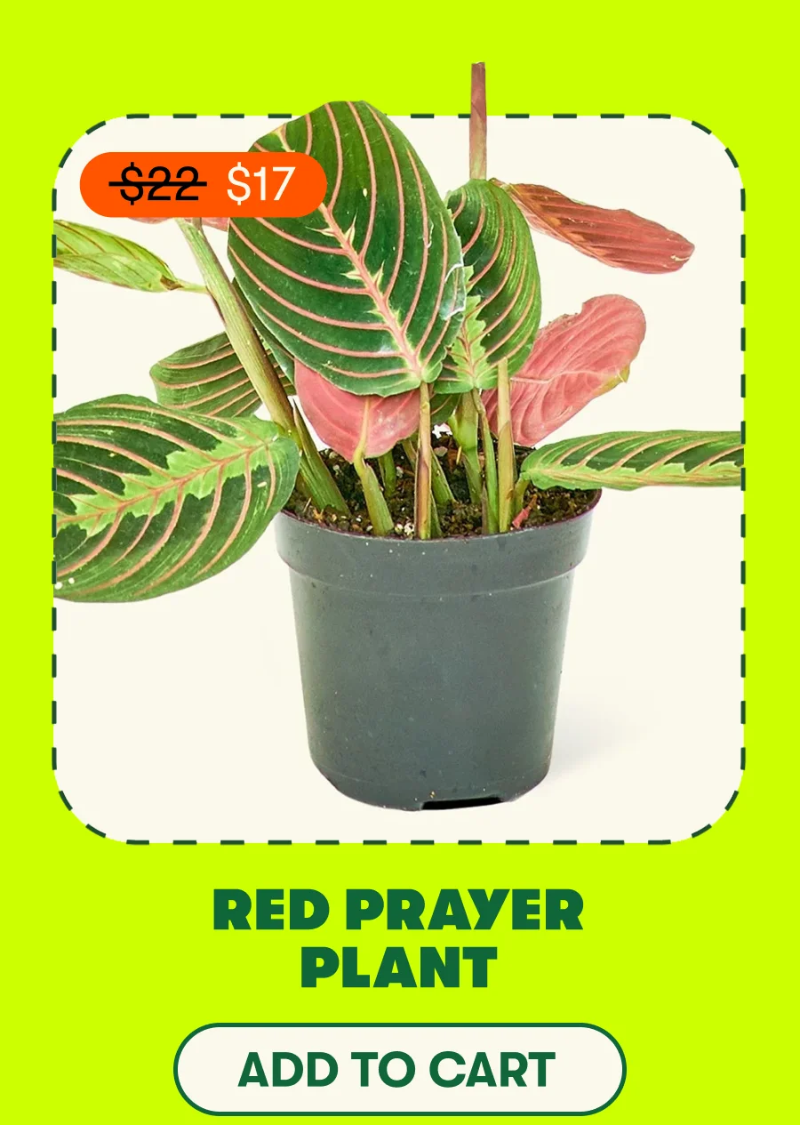 RED PRAYER [ADD TO CART]