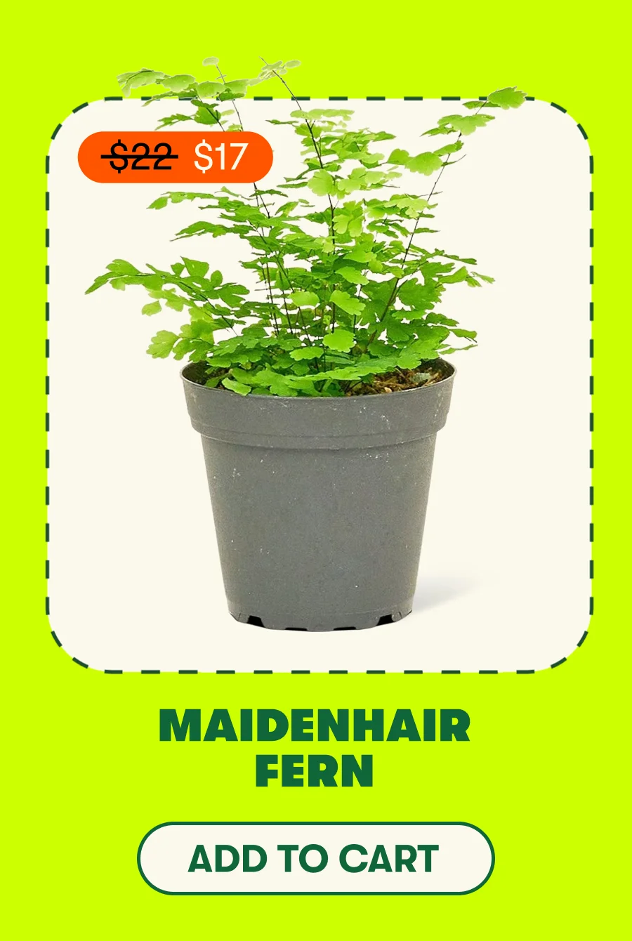 MAIDENHAIR FERN [ADD TO CART]