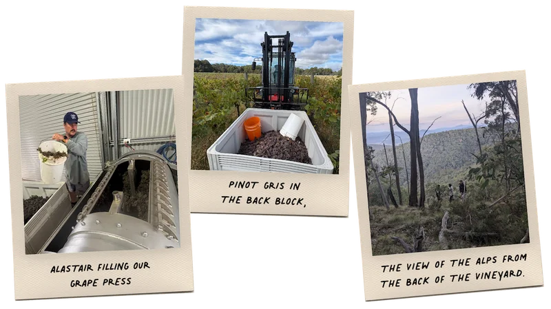 Konpira Maru vintage in polaroid style—hand-picking Pinot Gris, loading the grape press, and a sweeping view across the Alpine Valleys from the vineyard.