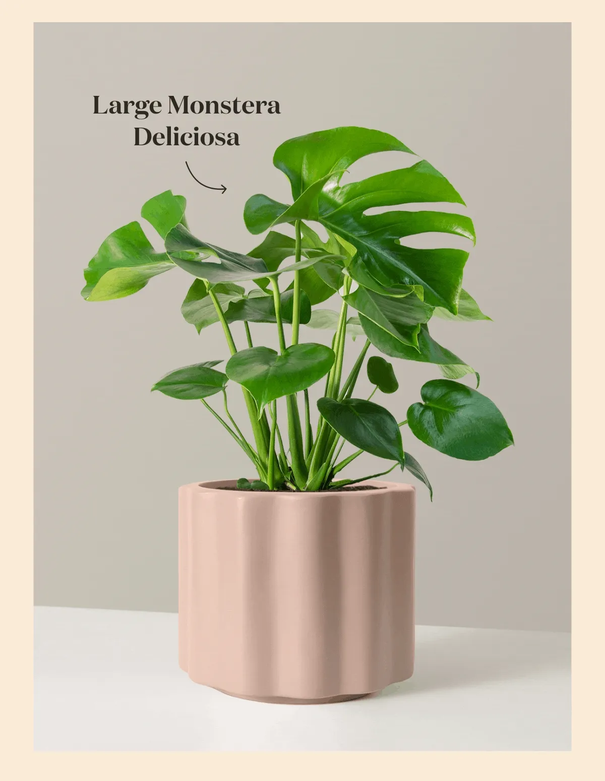 Large Plants Price Drop