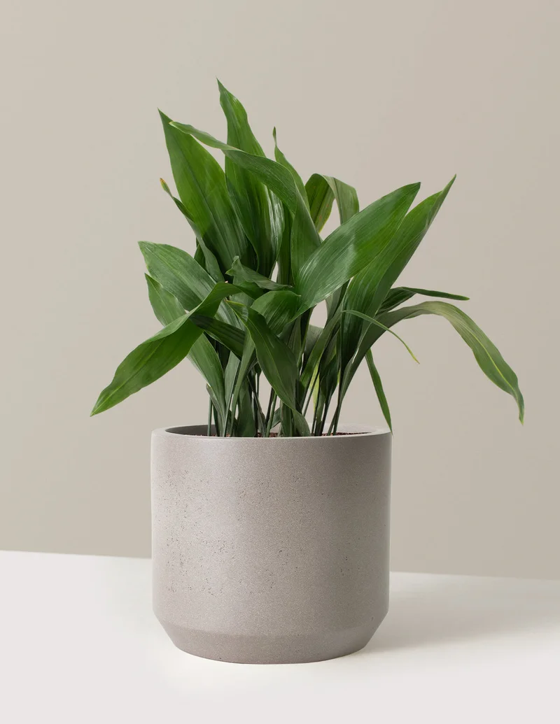 Image of Large Cast Iron Plant